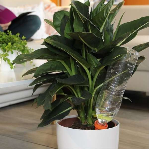 Bouteille D'arrosage 250 Ml Avec Embout Long - Pour Plantes Délicates (orchidées, Succulentes) - Arrosage Précis Et Facile