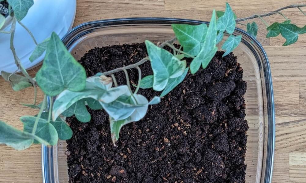 photo du dessus d'un bol en verre contenant est un engrais naturel à base de marc de café, d'épluchures de légumes et de coquilles d'œufs broyées.