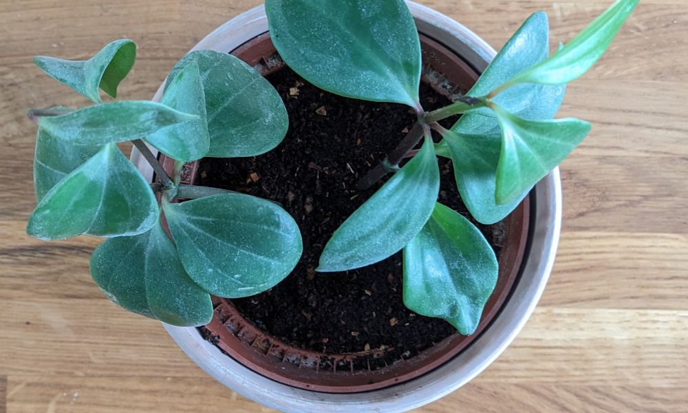 photo prise du dessus d'une plante d'intérieure dans un pot. dans le pot on peut voir en surface un engrais composé de marc de café, d'épluchures de légumes et de coquilles d'œufs broyées.