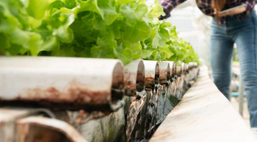 Image représentant la composante du système d'aquaponie dédiée à la culture de légumes et de fruits, notamment des salades.