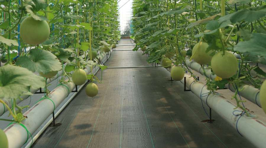 Aquaponie, quelles plantes faire pousser ? Photographie d'une culture hors sol de melons qui sont des fruits difficiles à faire pousser en aquaponie.