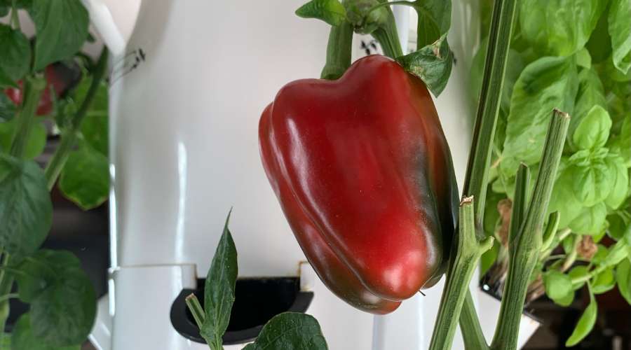 Aquaponie, quelles plantes faire pousser ? Photographie d'un poivron rouge qui est un légume pour jardinier confirmé dans la technique de l'aquaponie.