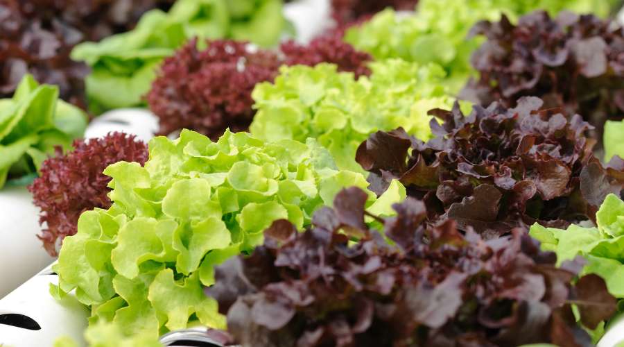 Aquaponie, quelles plantes faire pousser ? Photographie d'un légume feuille (salade) qui est un légume pour débutant en aquaponie.