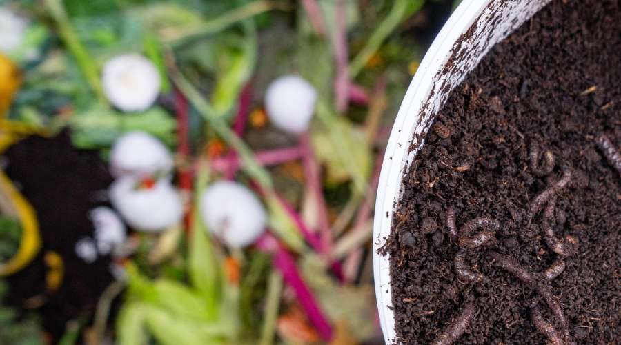 Photo montrant l'intégration des coquilles d'œufs dans le compost pour favoriser l'habitat des vers de terre.