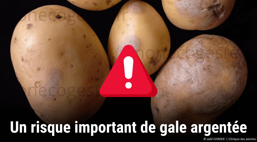 Montage photo permettant d'illustrer la seconde raison de ne pas associer les épluchures de pommes de terre et le compost, à savoir, la gale argentée.