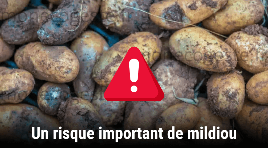 Montage photo permettant d'illustrer la troisième raison de ne pas associer les épluchures de pommes de terre et le compost, à savoir, le mildiou.