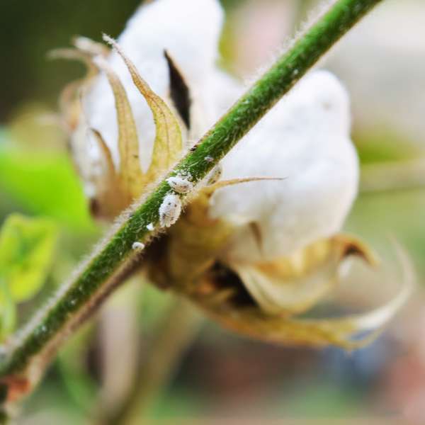 Image d'une plante en train de recevoir un traitement contre les cochenilles pour combattre l'infection.