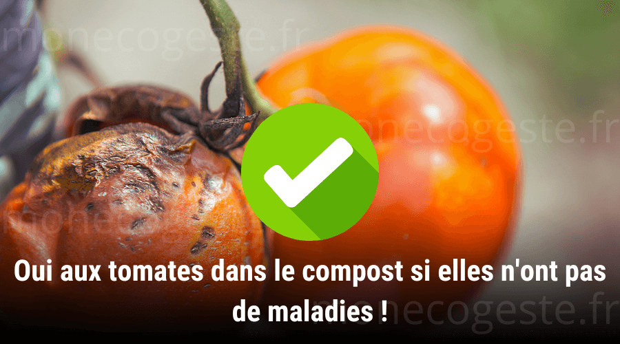 Montage photo illustrant la recommandation numéro une concernant l'ajout des tomates et des restes de tomates dans le compost. Oui à cet ajout si elles ne sont pas touchées par une maladie.