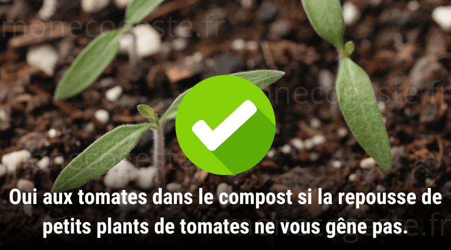 Montage photo illustrant la recommandation numéro deux pour ajouter des tomates et des restes de tomates au compost. Oui à cet ajout si la repousse de petits plants de tomates ne vous dérange pas.