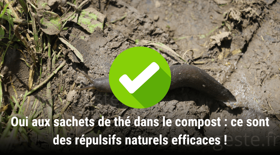 Photographie illustrant que les sachets de thé ajoutés au compost peuvent aider à repousser certains nuisibles.
