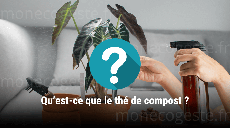 Photographie d’une personne arrosant des plantes d’intérieur avec du thé de compost, un engrais naturel pour favoriser leur croissance.
