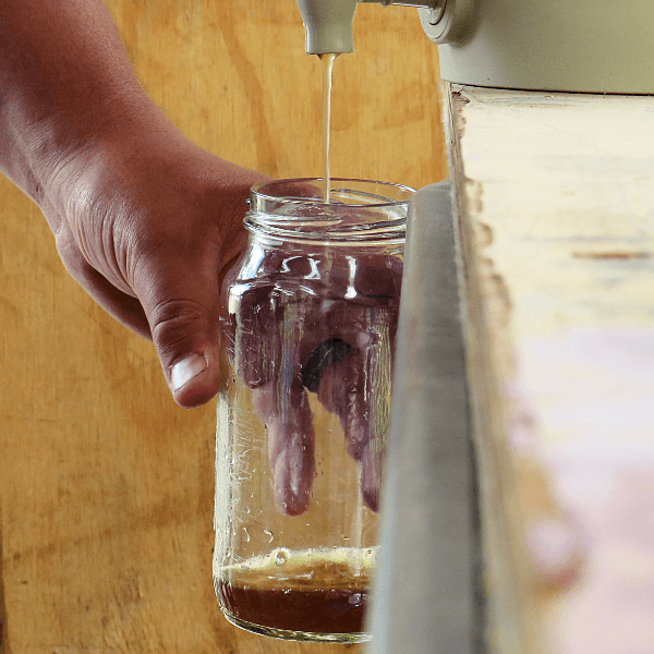 Photographie illustrant l’extraction du thé de compost, un engrais liquide naturel issu de la fermentation du compost.