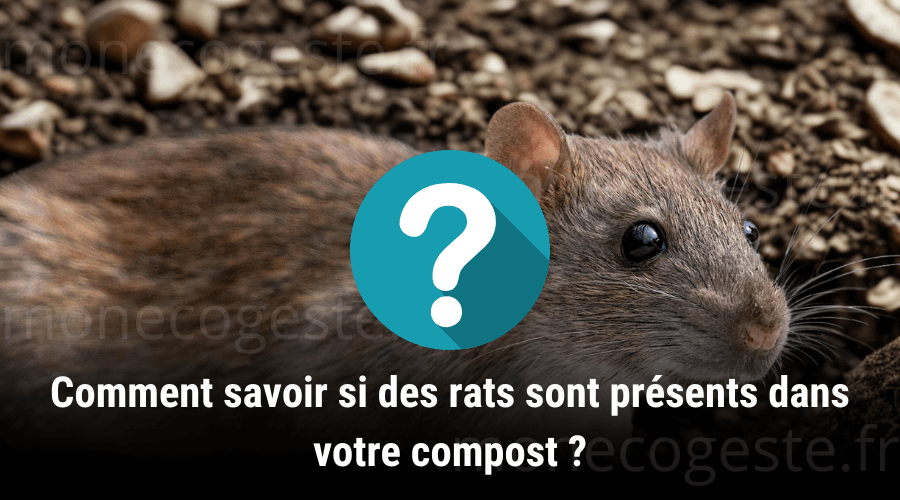 Montage d'un rat installé dans un compost en décomposition.