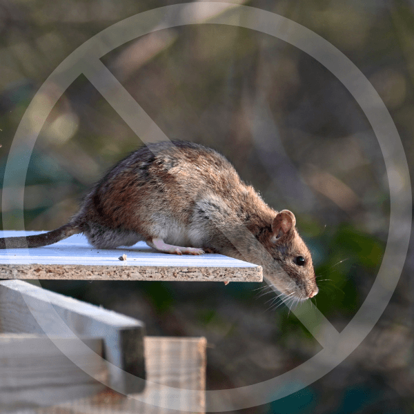 Montage photo illustrant le sujet principale de la publication, à savoir : Compost et rats : nos conseils pour éviter leur présence au jardin.