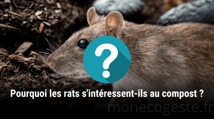 Montage photo d'un rat dans du compost.