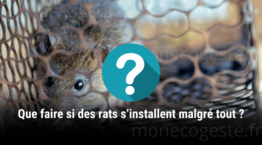 Photographie d’un rat capturé dans une cage non létale, utilisée comme méthode écologique pour éviter l’invasion des composteurs.